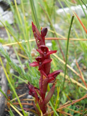 Disa ophrydea