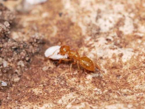 Citronella Ants