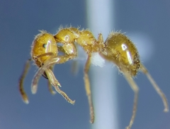 Lasius coloradensis