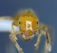 Lasius coloradensis