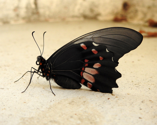 Ruby-spotted Swallowtail