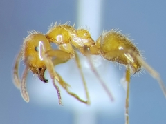 Lasius coloradensis