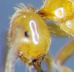 Lasius coloradensis