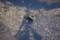 Rana muscosa