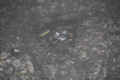 Rana muscosa
