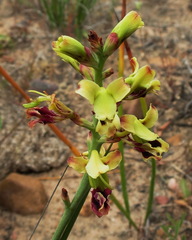 Tritoniopsis parviflora parviflora