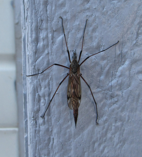 Tipula dorsimacula photo 4