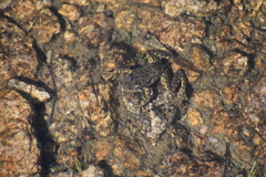 Rana muscosa