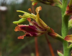 Tritoniopsis parviflora parviflora