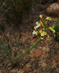 Tritoniopsis parviflora parviflora