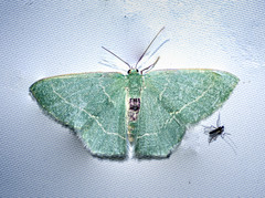 Chlorissa cloraria