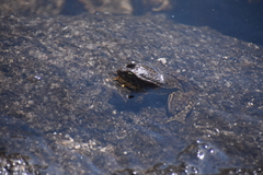Rana muscosa