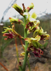 Tritoniopsis parviflora parviflora