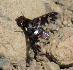 Exoprosopa caliptera