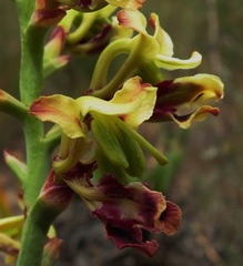 Tritoniopsis parviflora parviflora