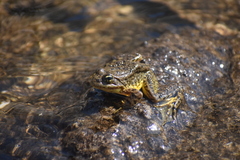 Rana muscosa