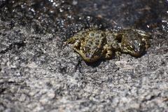 Rana muscosa