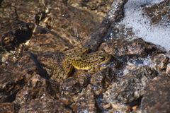 Rana muscosa