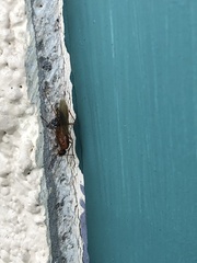 Camponotus variegatus