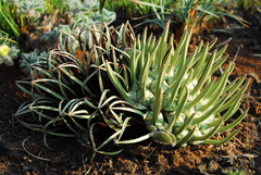 Brachystelma barberae