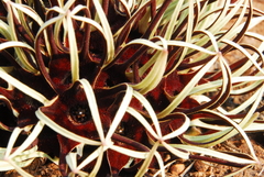 Brachystelma barberae