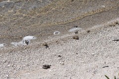 Rana muscosa