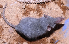 Crocidurinae