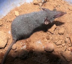 Crocidurinae