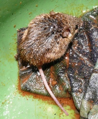 Mus minutoides minutoides