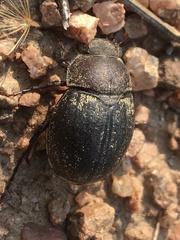 Phyllophaga lanceolata
