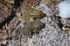 Rana muscosa
