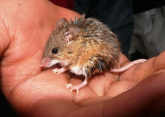 Mus minutoides minutoides