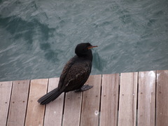 Microcarbo coronatus