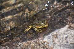 Rana muscosa