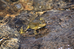 Rana muscosa