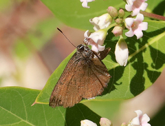 Satyrium saepium