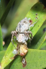 Oxyopes variabilis