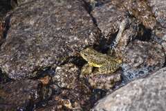 Rana muscosa