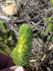 Aspalathus alopecurus