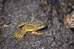 Rana muscosa