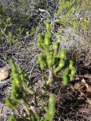 Aspalathus alopecurus