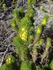 Aspalathus alopecurus