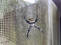 Argiope amoena