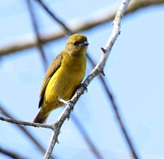 Euphonia saturata