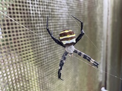 Argiope amoena