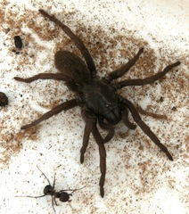 Hermacha