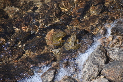 Rana muscosa