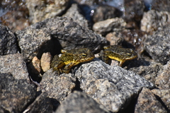 Rana muscosa