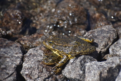 Rana muscosa