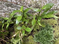 Elleanthus hymenophorus